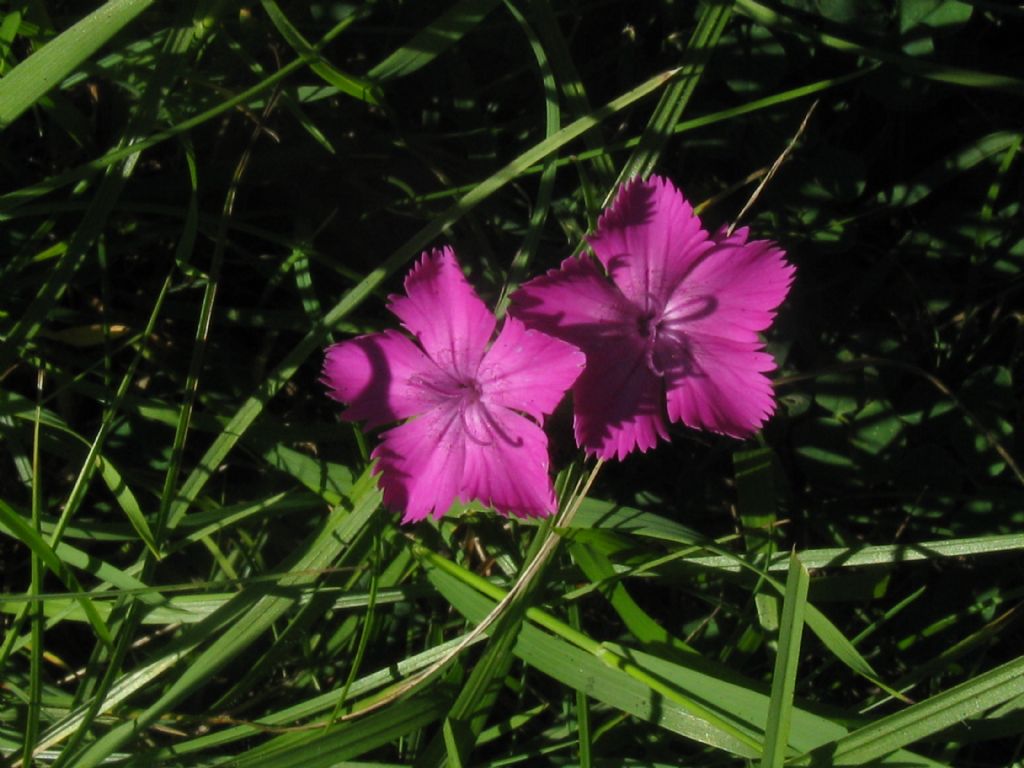Dianthus seguieri? S�